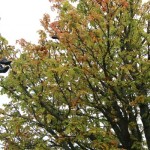 Wesselburen49