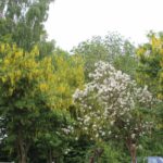 2016-05-25_48 Aalkate u.Kutschfahrt