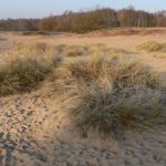 Foto vom Naturschutzverband GÖP Hamburg