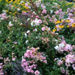 2016-07-27 Schaalsee 24