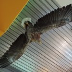 2016-07-27 Schaalsee 88