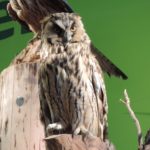 2016-07-27 Schaalsee 92