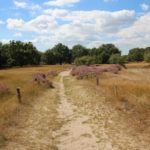 2016-08-17_27 Boberger Düne