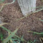 2016-08-17_33 Boberger Düne