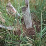 2016-08-17_34 Boberger Düne