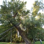 2016-09-06_04 Jenischpark
